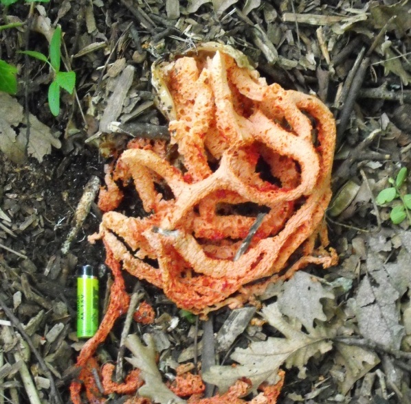 Clathrus ruber